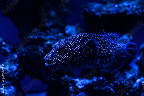 exotic fish swimming under water in aquarium with blue lighting