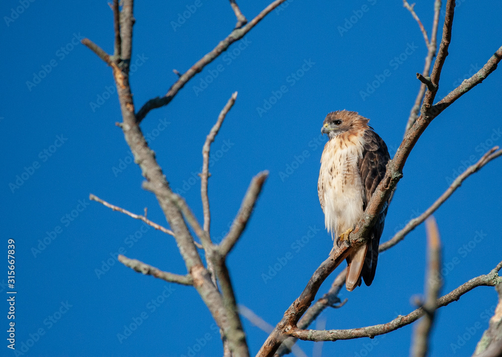 Red Tail Hawk in Tree Red Tail Hawk in Tree
