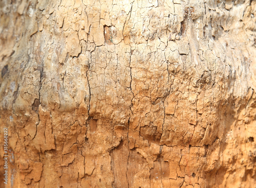 Fototapeta premium Tree bark texture 