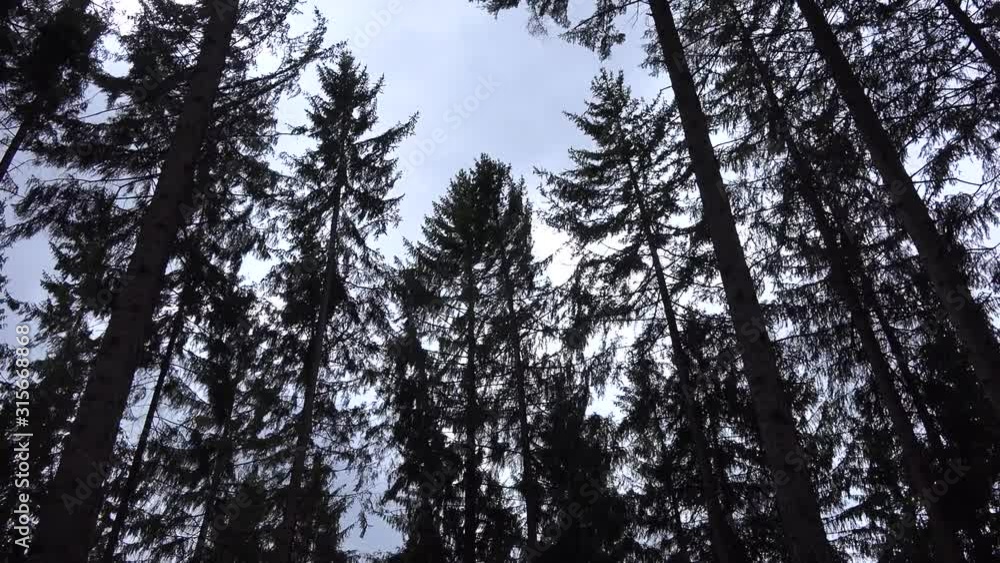 Tall trees in the forest move on a windy cloudy day, view from below the trees. Tall trees in the forest move on a windy cloudy day, view from below the trees.