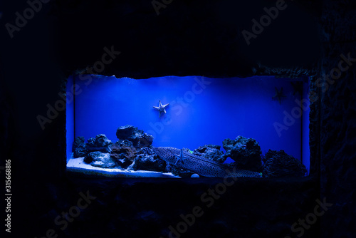 Fototapeta Naklejka Na Ścianę i Meble -  fish swimming under water near starfishes and corals in aquarium with blue lighting