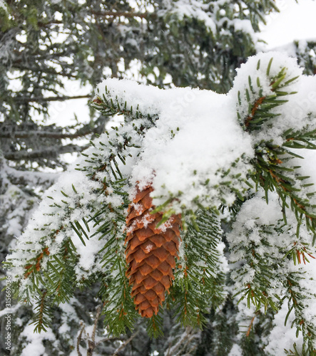 pine branch with cones
