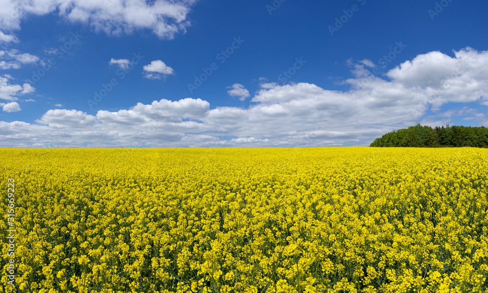 Großes blühendes Rapsfeld bis zum Horizont mit blauem Himmel und weißen Wolken Großes blühendes Rapsfeld bis zum Horizont mit blauem Himmel und weißen Wolken