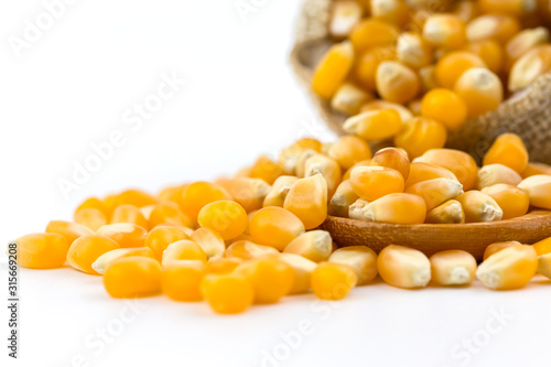 Healthy corn on the wooden spoon.