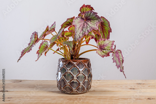 Begonia Fireworks plant in a pot on wooden table.