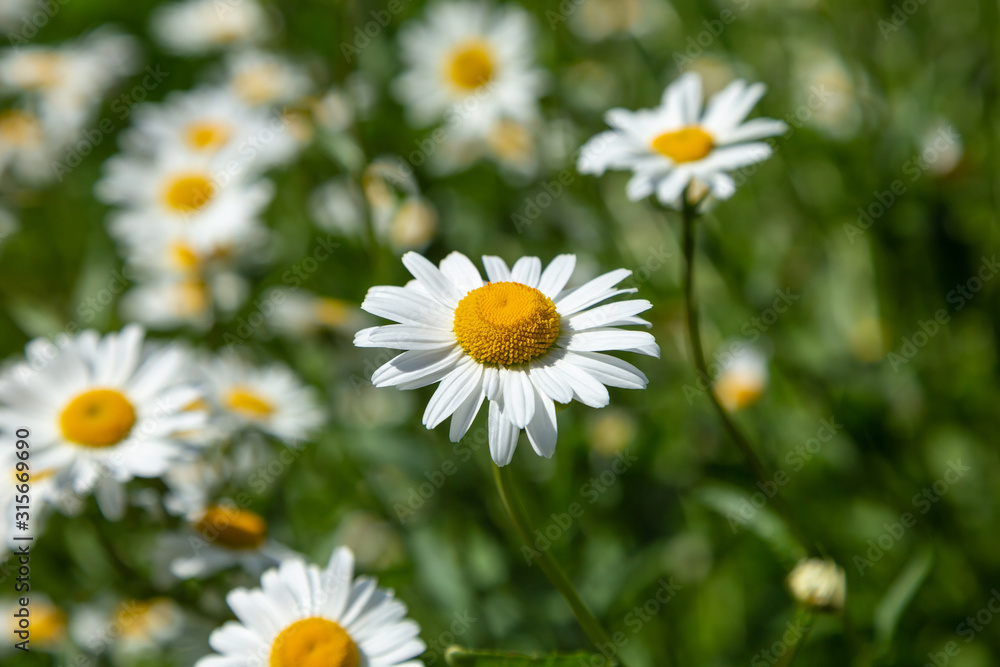Obraz premium Neat beautiful daisy on the background of blurred green grass and foliage. Chamomile or camomile flower close-up in the field, top view. Plant landscape.
