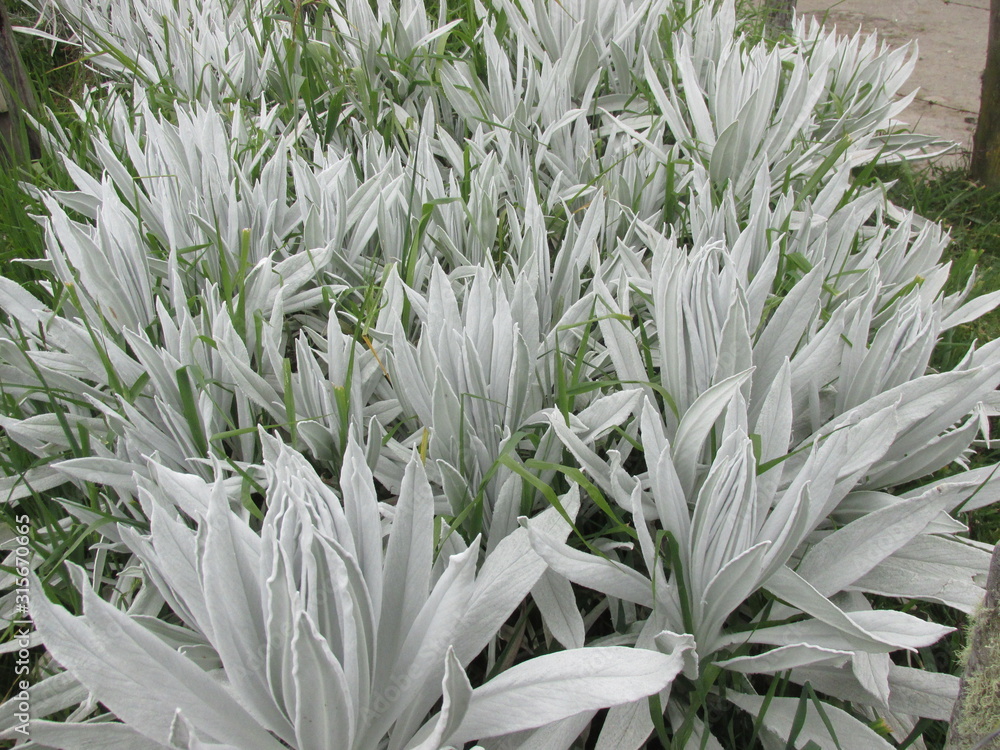 Obraz premium frailejones nevado del ruiz