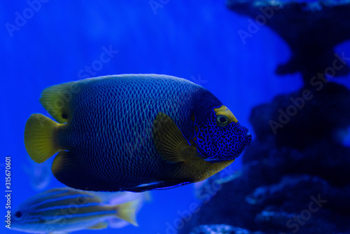 selective focus of fishes swimming under water in aquarium with blue lighting © LIGHTFIELD STUDIOS