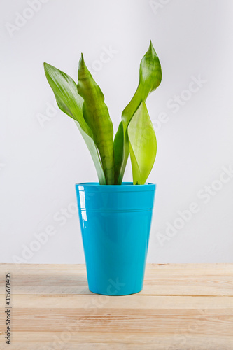 Sanseviera moonshine house plant in a pot. photo