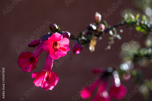 peru's national flower cantuta