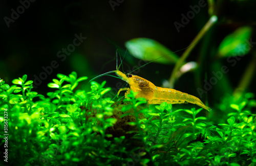 Yellow neocaridina shrimp water pet aquarium home  freshwater photo