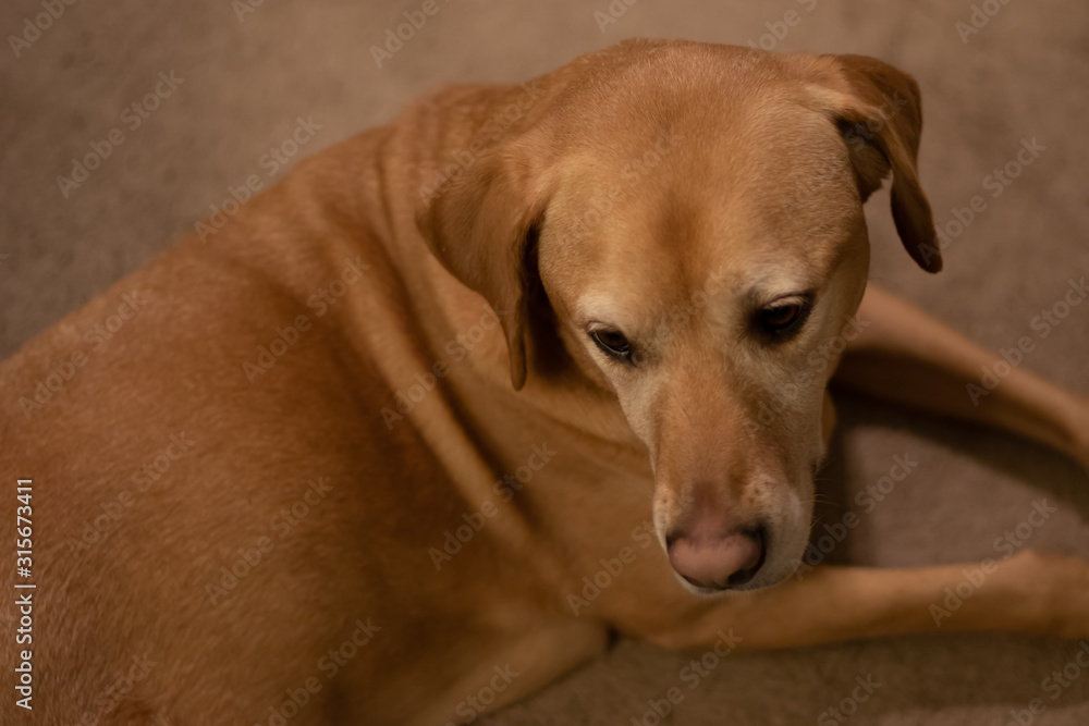 A golden Labrador Retriever lying on the carpeted living room floor. A golden Labrador Retriever lying on the carpeted living room floor.