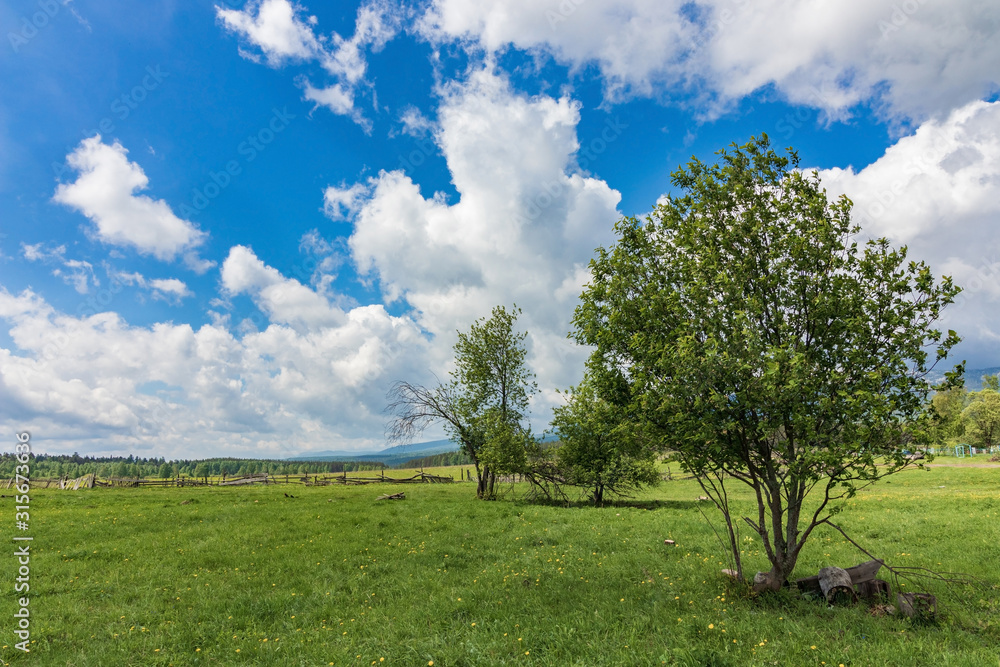 Glade with trees against the blue sky with white clouds. Glade with trees against the blue sky with white clouds.