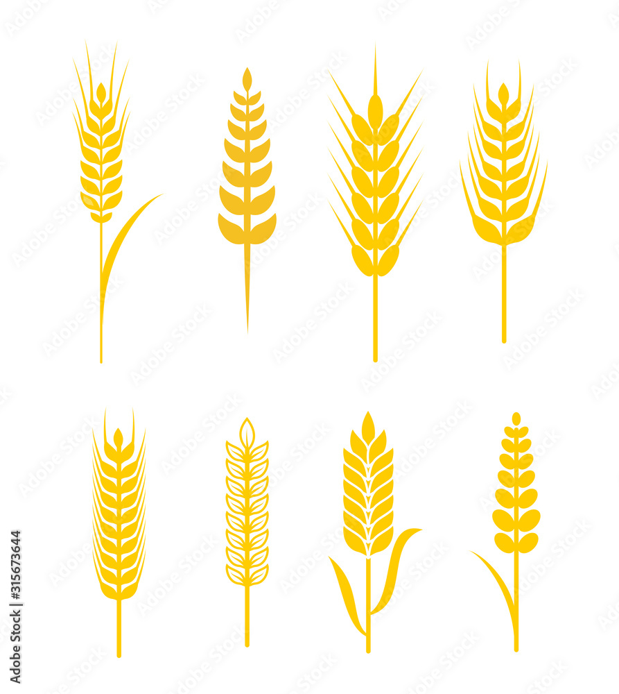 Grain and wheat vector collection Grain and wheat vector collection