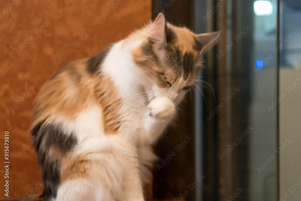 美味しそうに手を舐める可愛い猫 Stock Photo Adobe Stock