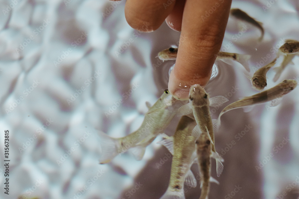ドクターフィッシュ Doctor Fish ガラルファ Garra Rufa 角質 除去 Stock Photo Adobe Stock