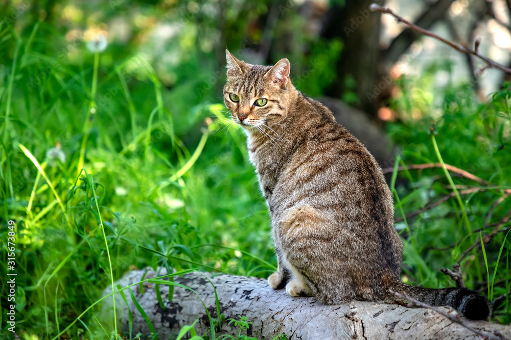 Portrait of beauty wild cat with green eyes in the forest