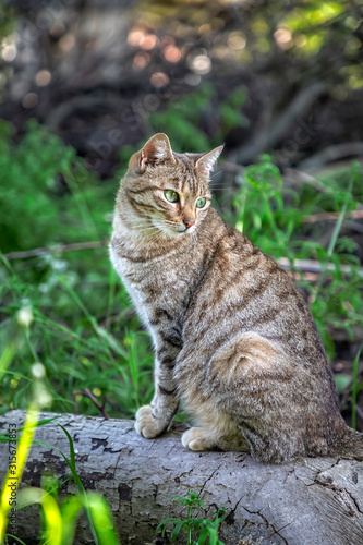 Portrait of beauty wild cat with green eyes in the forest. Vertical view