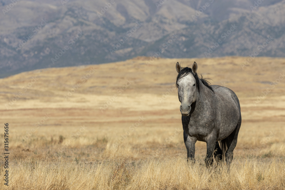 Wild Horse in Autumn in the Utah desert Wild Horse in Autumn in the Utah desert