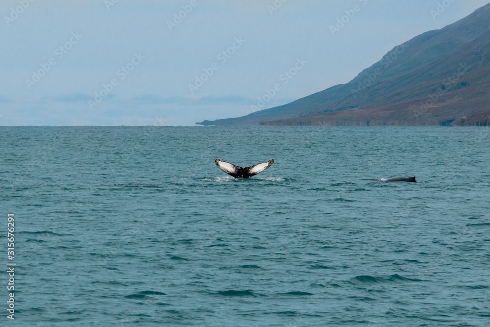 Obraz premium humpback tale whale