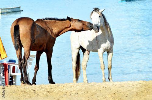 Cavalos na praia