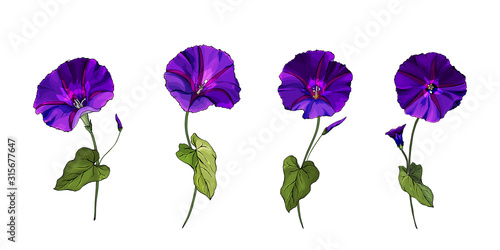 Floral set of purple flowers bindweed on stems with green leaves. Isolated on white. Morning-glory for the design greeting cards, wedding invitation,textiles, wallpaper. Vector stock illustration.