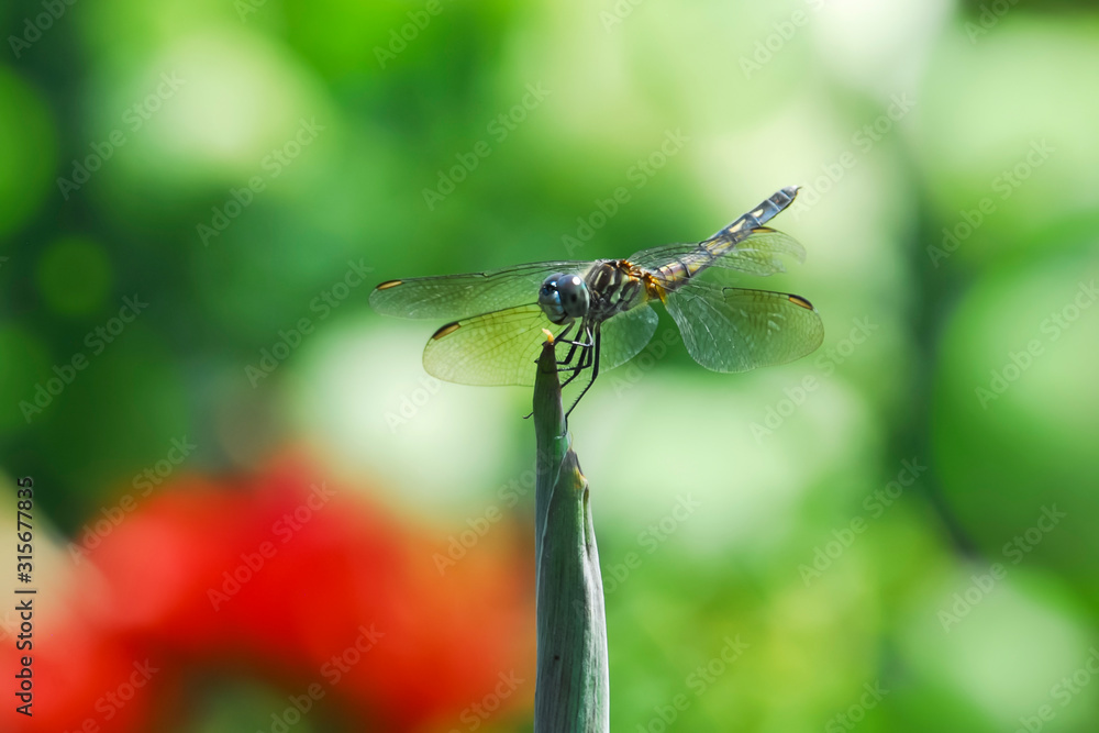 Dragonfly with big eyes resting on the tip of a flower bud Dragonfly with big eyes resting on the tip of a flower bud