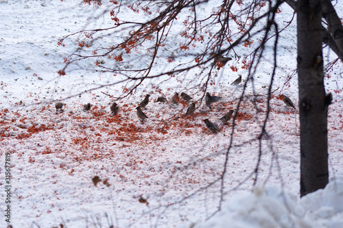 Waxwings on snow eating rowan berries. Birds, nature, winter concept. Copy space