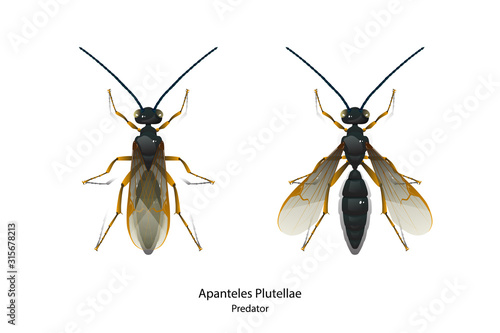 Apanteles Plutellae vector is predator insect for rid Pest.