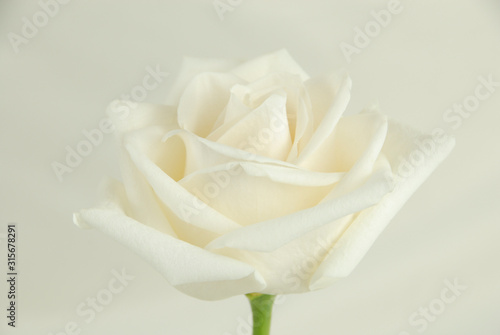White rose isolated on a white background. Cream colored rose on a cream background