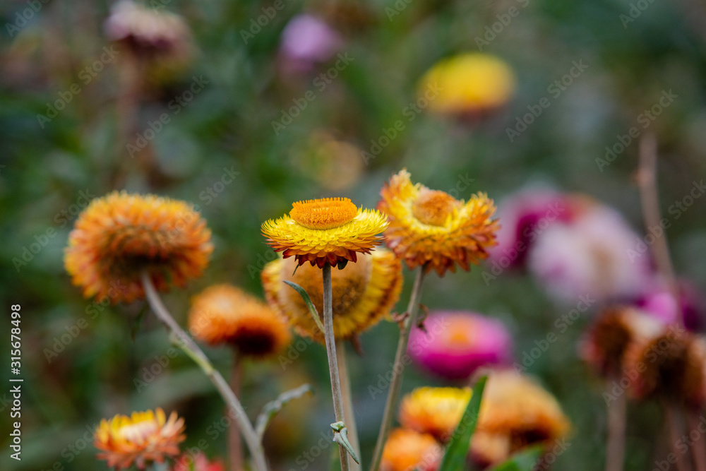 many color papaer flower in garden many color papaer flower in garden