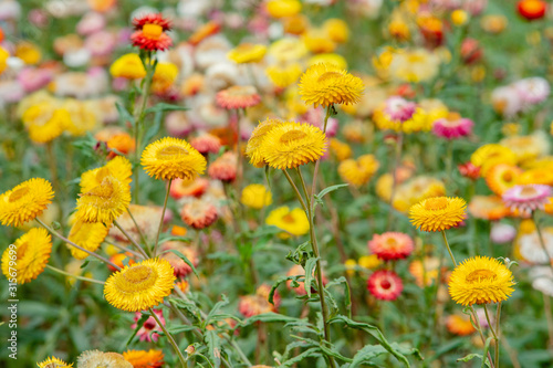 many color papaer flower in garden