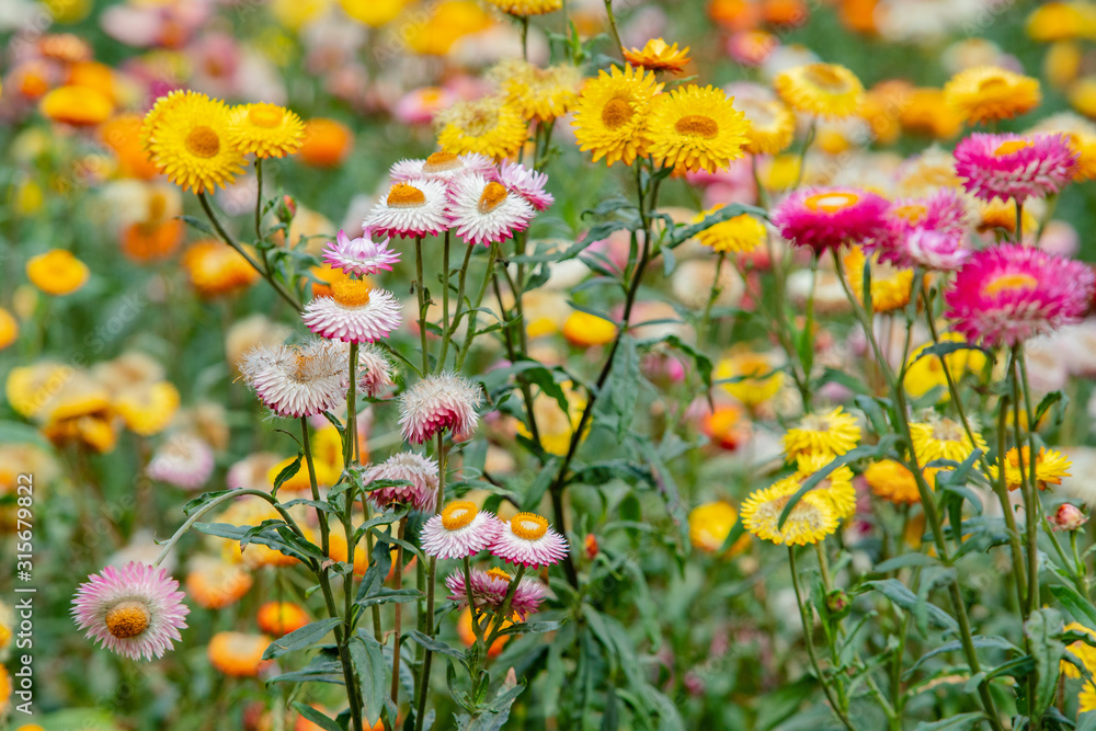 many color papaer flower in garden