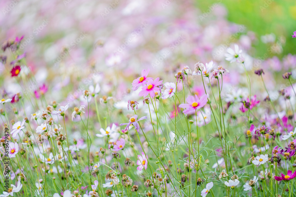 Obraz premium many color papaer flower in garden