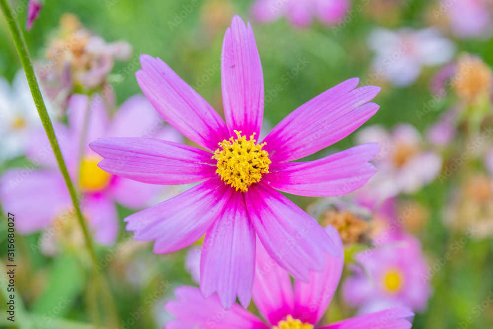 purple and violet color flower purple and violet color flower