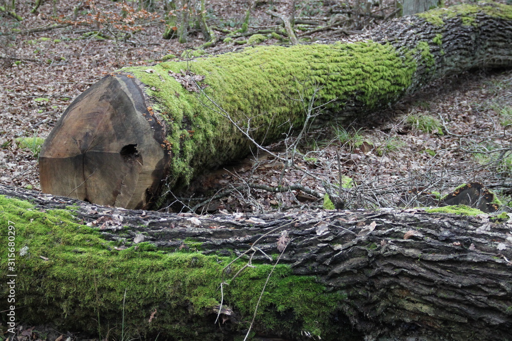 Obraz premium Bark trunk oak tree green moss