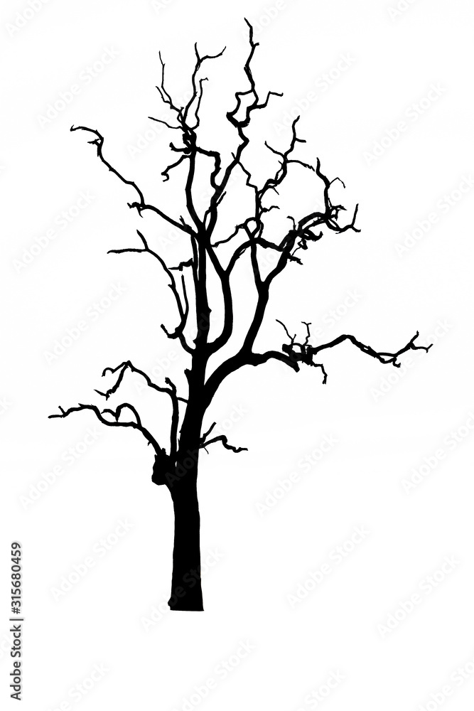 Silhouette tree