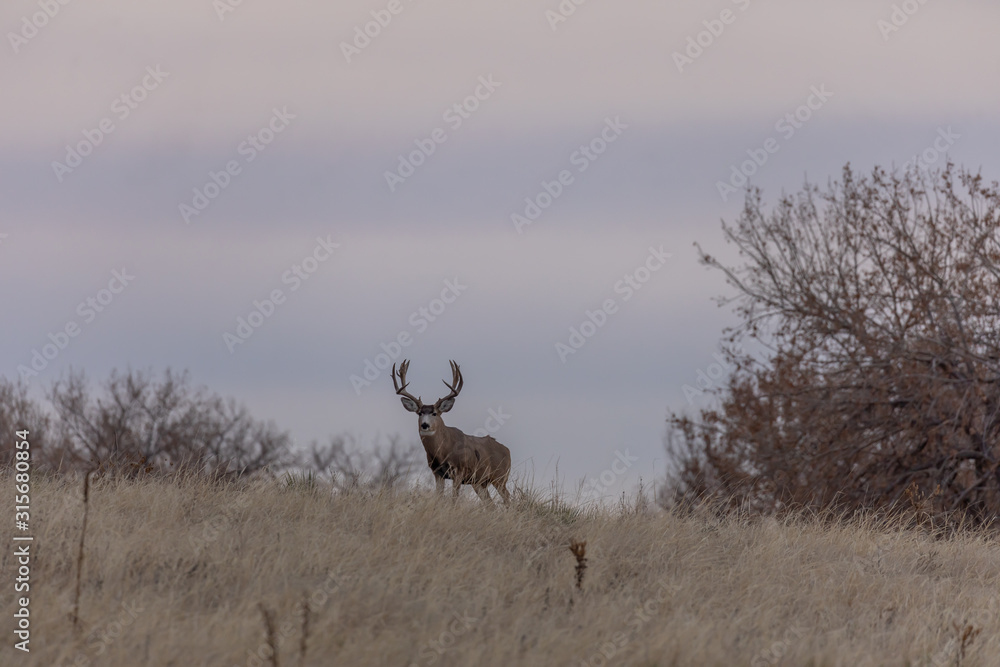 Obraz Mule dDer buck at Sunrise During the Fall Rut