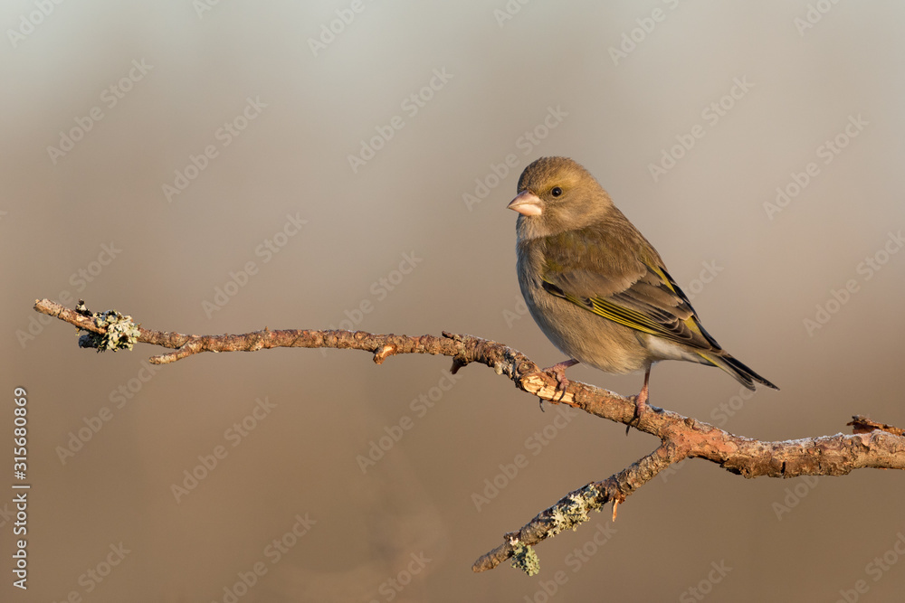 green finch on branch green finch on branch
