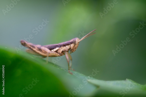 Grasshopper perching over grass as background