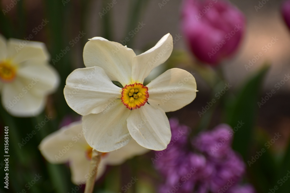 White Narcissus poeticus blooming in Keukenhof gardens White Narcissus poeticus blooming in Keukenhof gardens