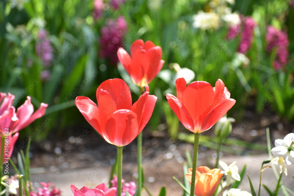 Three red Tulipa gesneria blooming in Keukenhof gardens Three red Tulipa gesneria blooming in Keukenhof gardens