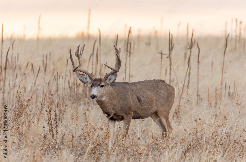 Fototapeta premium Mule dDer buck at Sunrise During the Fall Rut