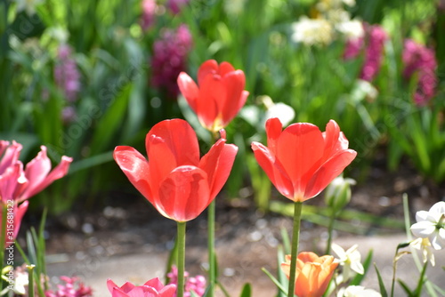 Three red Tulipa gesneria blooming in Keukenhof gardens