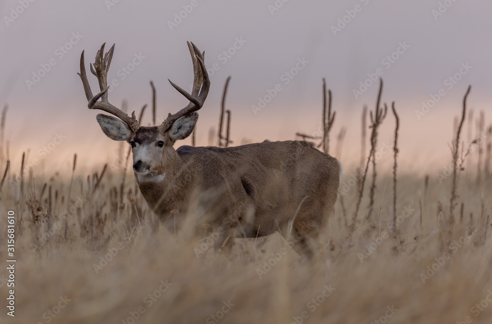 Fototapeta premium Mule dDer buck at Sunrise During the Fall Rut