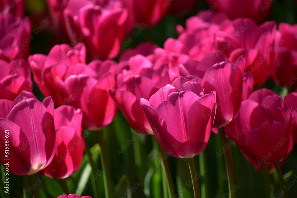 Tulipa gesneria pink blooming in Keukenhof gardens Tulipa gesneria pink blooming in Keukenhof gardens