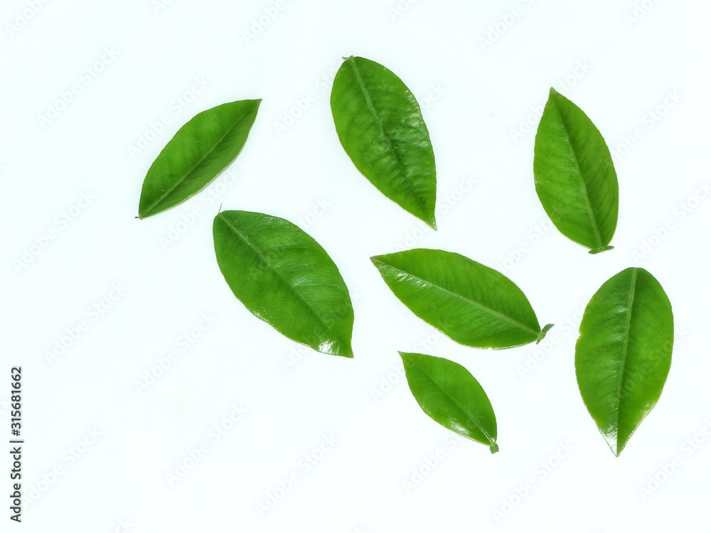 green leaves isolated on white background green leaves isolated on white background