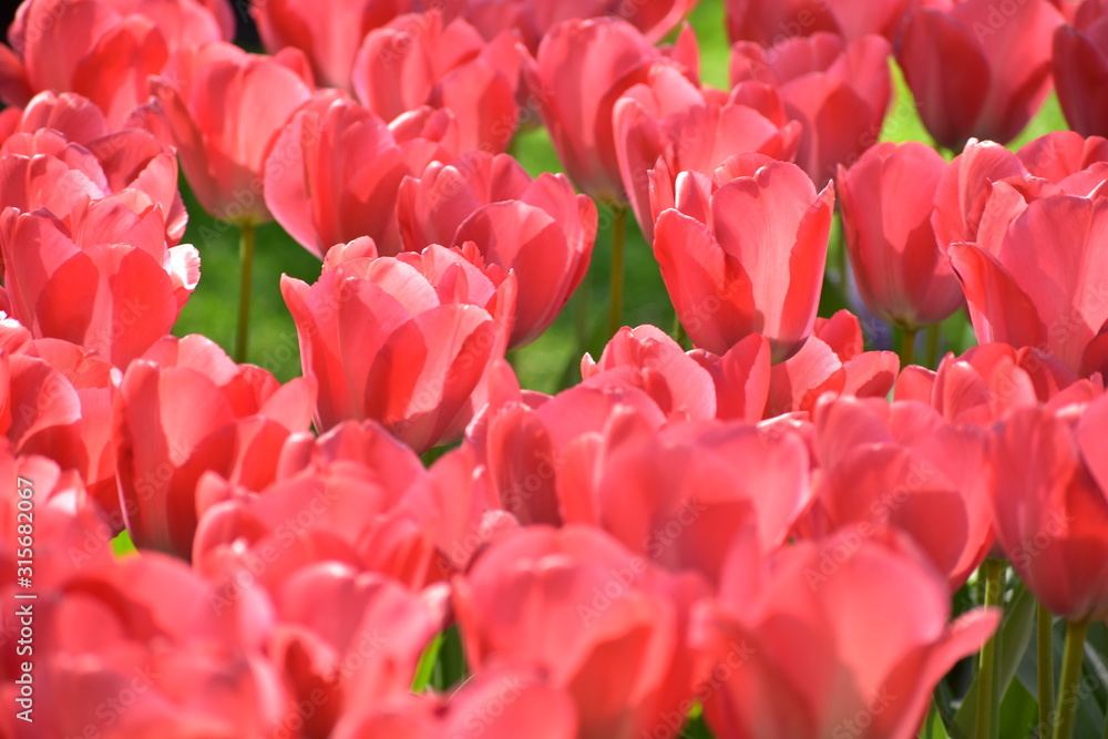 Pink Tulipa gesneria blooming in Keukenhof gardens Pink Tulipa gesneria blooming in Keukenhof gardens