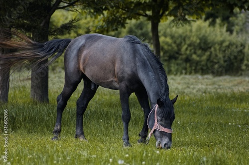 Horse grazing on grass outdoors in ranch