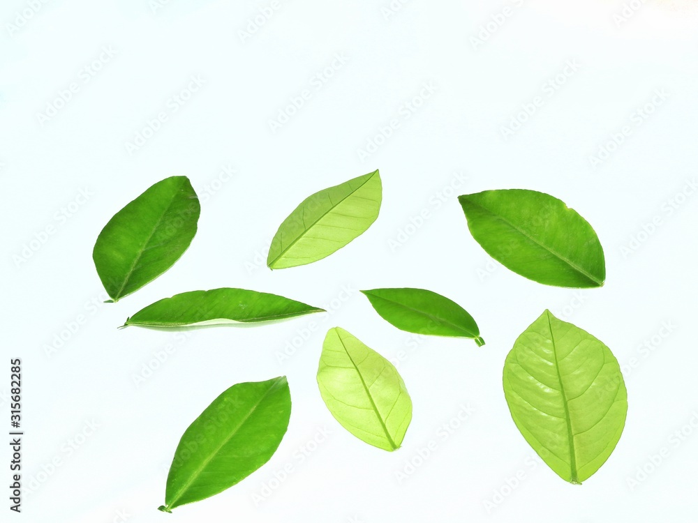 green leaves isolated on white background green leaves isolated on white background